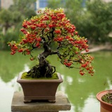 Telegram profile photo for Persian gulf bonsai