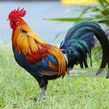 Telegram profile photo for ЭКО кидик канал