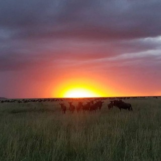 Telegram group profile photo for Travel and Tourism🐆🦏🦁🐒