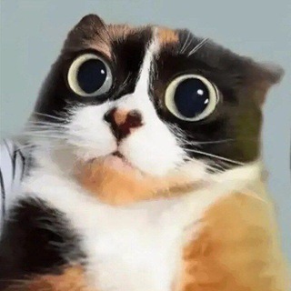 Telegram profile photo for Куки