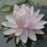 Telegram profile photo for The lotus whispered (🪷.)