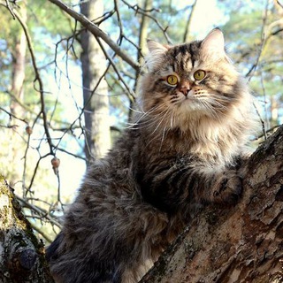 Telegram profile photo for Siberiancats - Сибирские кошки - астролог с котиками