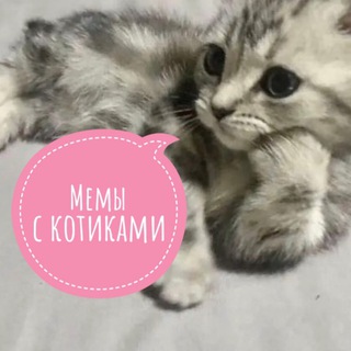 Telegram profile photo for Мемы с котиками