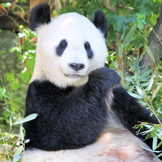 Telegram profile photo for Panda's TG