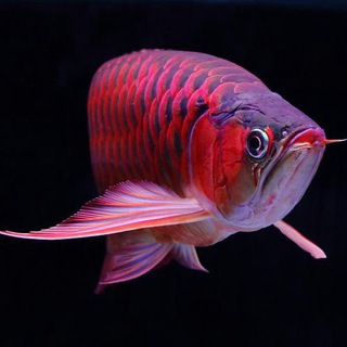 Telegram profile photo for 好多鱼水族馆🐬🦜🐊🐸🦔🐿️🐇🐢🦞🐡888 Lucky aquarium