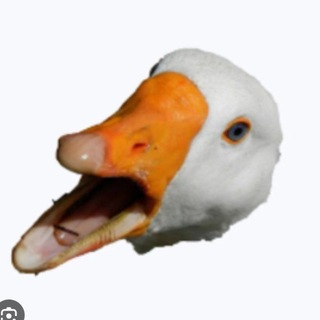 Telegram profile photo for zfliers зефирка🪿