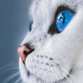 Telegram profile photo for کانال گیف ایرانی