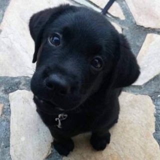 Telegram profile photo for дневник джонни