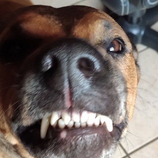 Telegram profile photo for Humor im Irrenhaus 🇩🇪 🤣