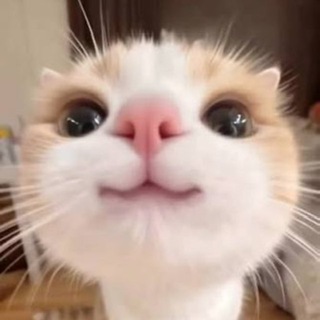 Telegram profile photo for The Best Cat Memes