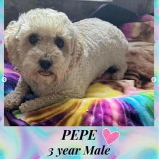 Telegram profile photo for pepe_dog_sol