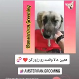 Telegram profile photo for کانال خانواده همستر ایران