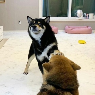 Telegram profile photo for пизженные мемы