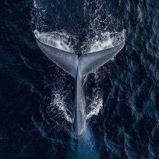 Telegram profile photo for Whale,🐋