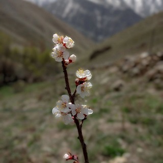Telegram profile photo for بطاهرکلا سرزمین پدری و مادری