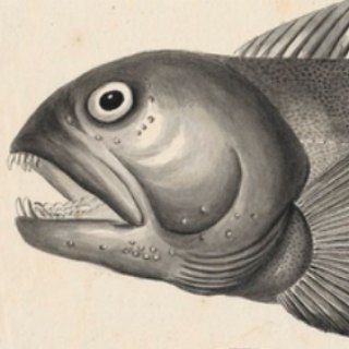 Telegram profile photo for vukbuk (wolf bukowski) segnala
