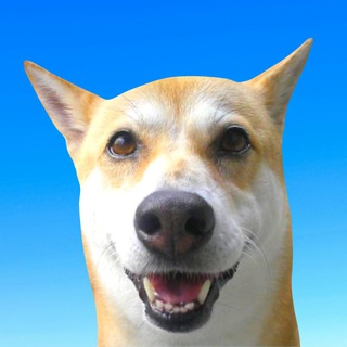 Telegram profile photo for HINA Portal
