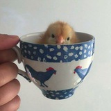 Telegram profile photo for Кицура ловит вайб🪶