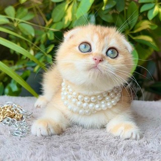 Telegram profile photo for رضایت شما 😍