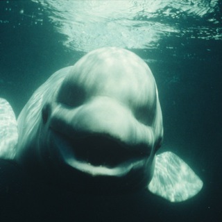 Telegram group profile photo for Leviathan Calls