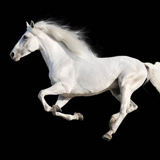 Telegram profile photo for White Horse Betting