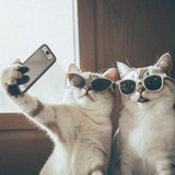 Telegram profile photo for Лапка Кремля