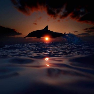 Telegram profile photo for Discover the truth