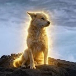 Telegram profile photo for Noorung / Portal
