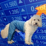 Telegram profile photo for dogwifpants