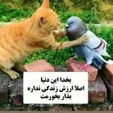 Telegram profile photo for سفاهت 4.0
