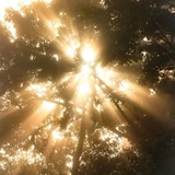 Telegram profile photo for sunbeam