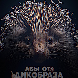 Telegram profile photo for авы от дикобраза🫶🏻