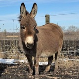 Telegram profile photo for Peter Piper picked a peck of pickled peppers.