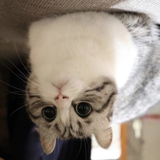 Telegram profile photo for mochi-vayu-releases