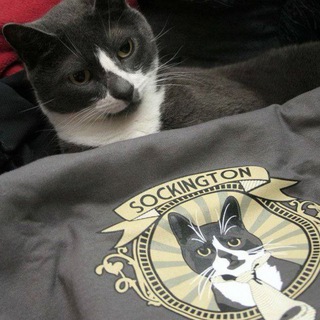 Telegram profile photo for Twitter cat - Sockington