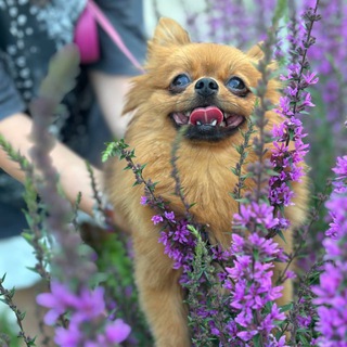 Telegram profile photo for Шпицовые истории