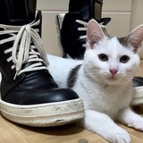 Telegram profile photo for хускар переезд