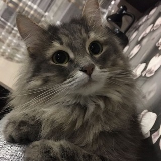Telegram profile photo for Рест ᴨᴩоᴄᴛо ᴋɪᴛᴛᴇ /ᐠ - ˕ -マ