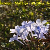 Telegram profile photo for Blog Empleo - Málaga