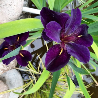 Telegram profile photo for Elena_lris_Garden🌷🌷🌷