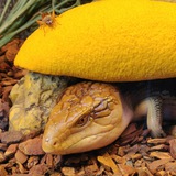 Telegram profile photo for Mosh the Lizard
