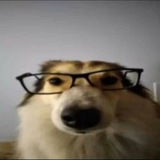 Telegram profile photo for confute