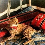 Telegram profile photo for عِز