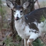 Telegram profile photo for cervidae confession | олени, лоси