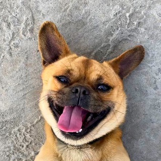 Telegram profile photo for Patrick 舆情发布