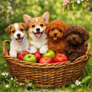 Telegram profile photo for Мальтипу, Корги, Джек Рассел, Той-пудель • заводчик Юлия Иванова • питомник “Apple from an apple”