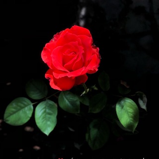 Telegram profile photo for ﮼راء 𝚁𝙰𝙰﮼📸.