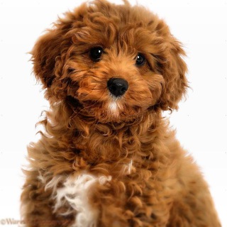 Telegram profile photo for Small Puppies For Sale