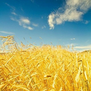Telegram group profile photo for Украинцы Balingen (Балинген, Альбштадт, Хехинген, Месштеттен)