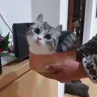 Telegram profile photo for Fast Memes